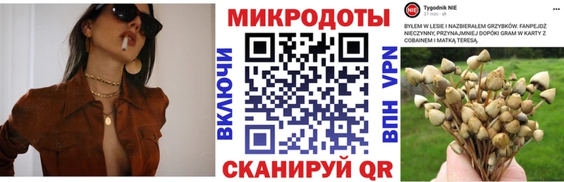 купить наркоту  Ачинск  Галлюциногенные грибы Psilocybine cubensis 